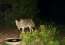 Critter Cam in the High Chaparral
